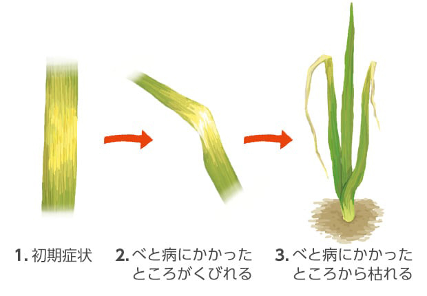 1.初期症状。→2.べと病にかかったところがくびれる。→3.べと病にかかったところから枯れる