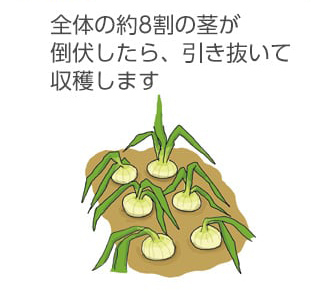 全体の約8割の茎が倒伏したら、引き抜いて収穫します。