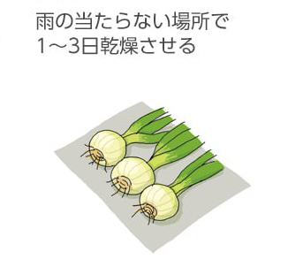 雨の当たらない場所で1～3日乾燥させる。