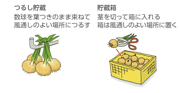 つるし貯蔵：数球を葉つきのまま束ねて風通しのよい場所につるす。貯蔵箱：茎を切って箱に入れる。箱は風通しのよい場所に置く。
