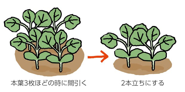 本葉3枚ほどの時に間引く。→2本立ちにする。