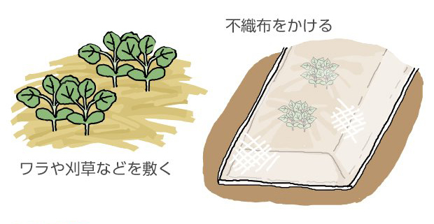 ワラや刈草などを敷く。不織布をかける。