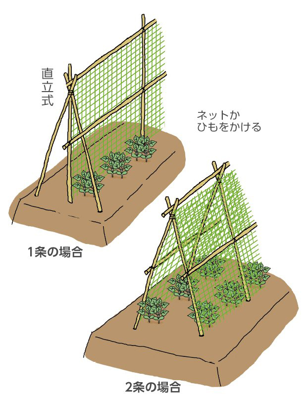 1条の場合：直立式。2条の場合：合掌式。ネットかひもをかける。