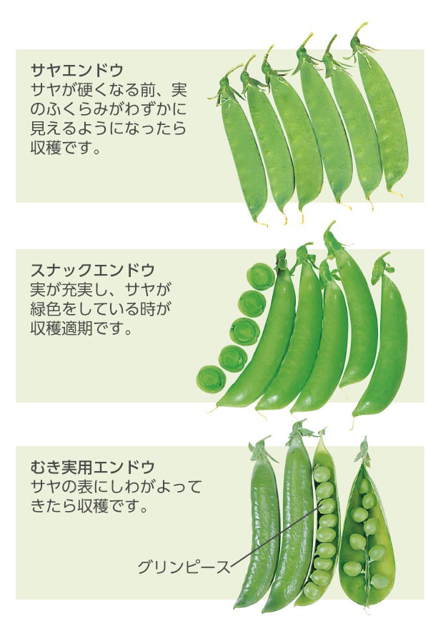 サヤエンドウ：サヤが硬くなる前、実のふくらみがわずかに見えるようになったら収穫です。スナックエンドウ：実が充実し、サヤが緑色をしている時が収穫適期です。むき実用エンドウ：サヤの表にしわがよってきたら収穫です。