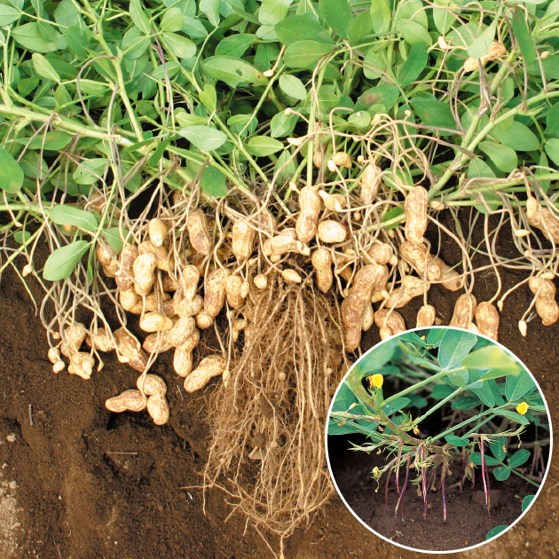 ラッカセイの育て方・栽培方法｜失敗しない栽培レッスン（野菜）｜サカタのタネ 家庭菜園・園芸情報サイト 園芸通信