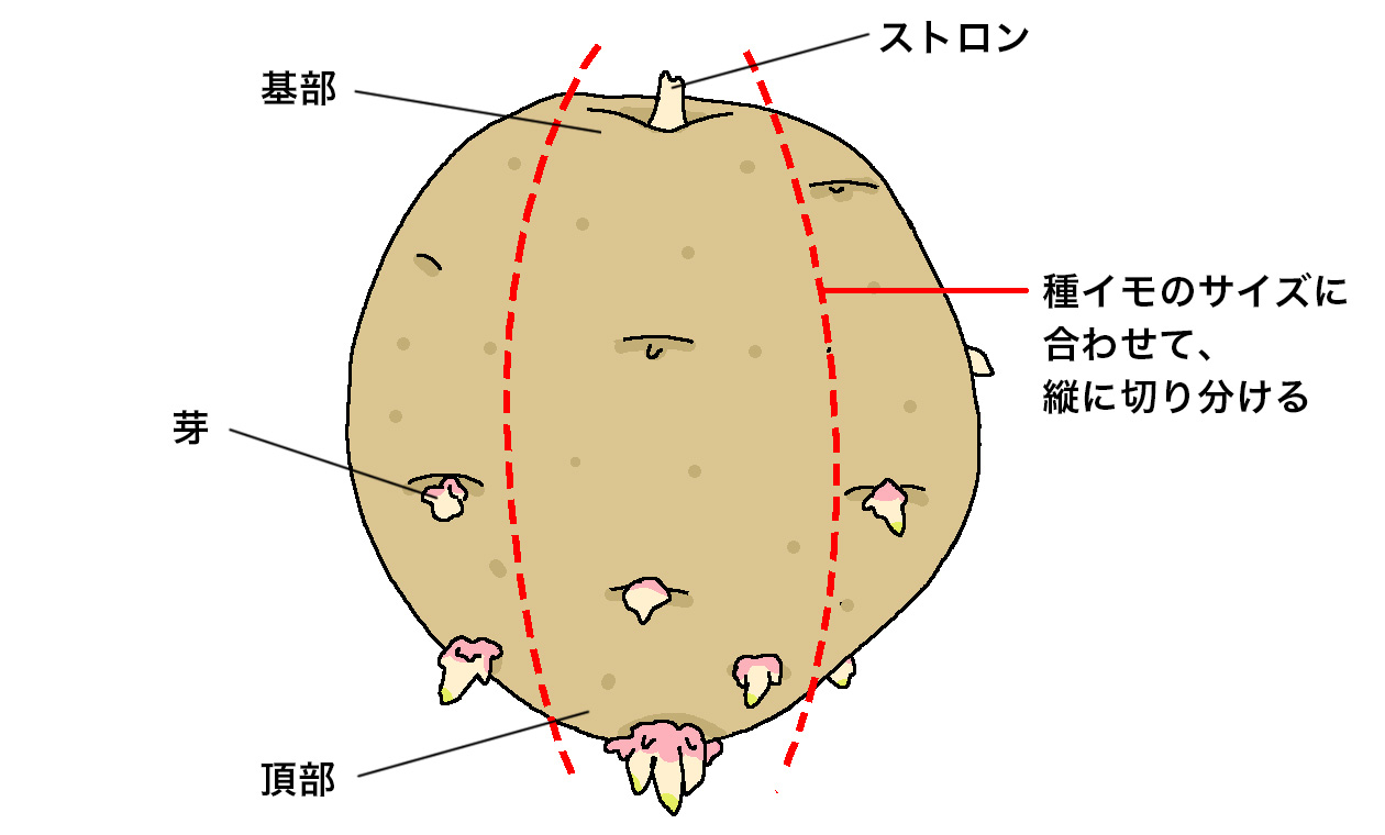 種イモは、ストロンにつながっていた基部の反対側の頂部に丈夫な芽が多く出るため、イモのサイズに合わせて頂部の芽が均等に入るように、頂部から基部にかけて縦に切り分ける