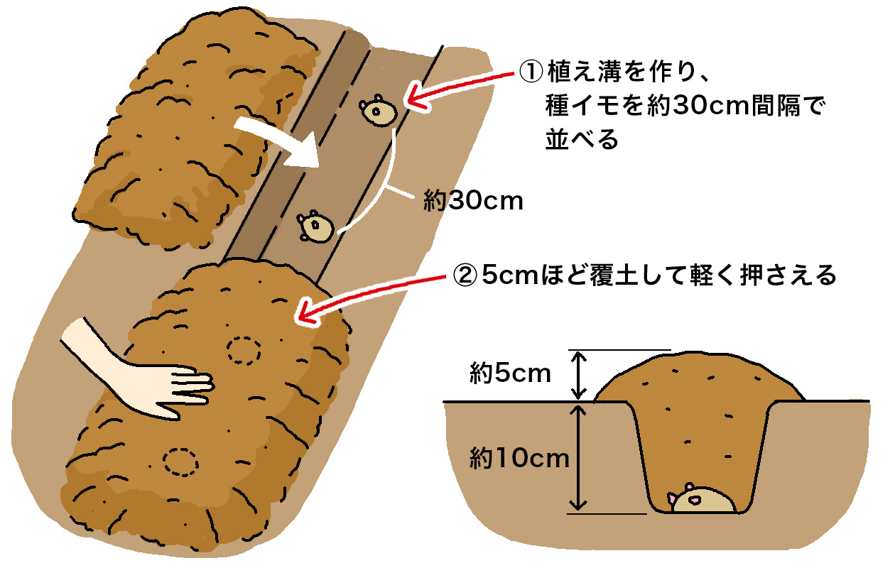 溝の中に種イモを株間30cmで切った種イモは切り口を下向きにして並べます。5～8cmの覆土をして、やや盛り上がった畝にする
