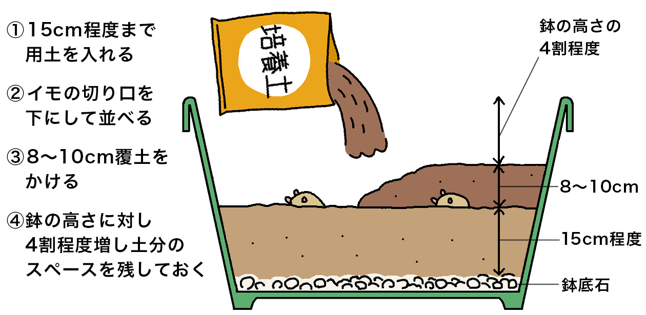 鉢底が見えなくなる程度に鉢底石を敷き詰め、用土は市販の野菜用培養土に化成肥料を用土10L当たり10～20g混ぜ合わせて15cm程度まで入れる。イモの切り口を下にして並べる。8～10cm覆土をかける。鉢の高さに対し、4割程度増し土の分のスペースを残しておく。