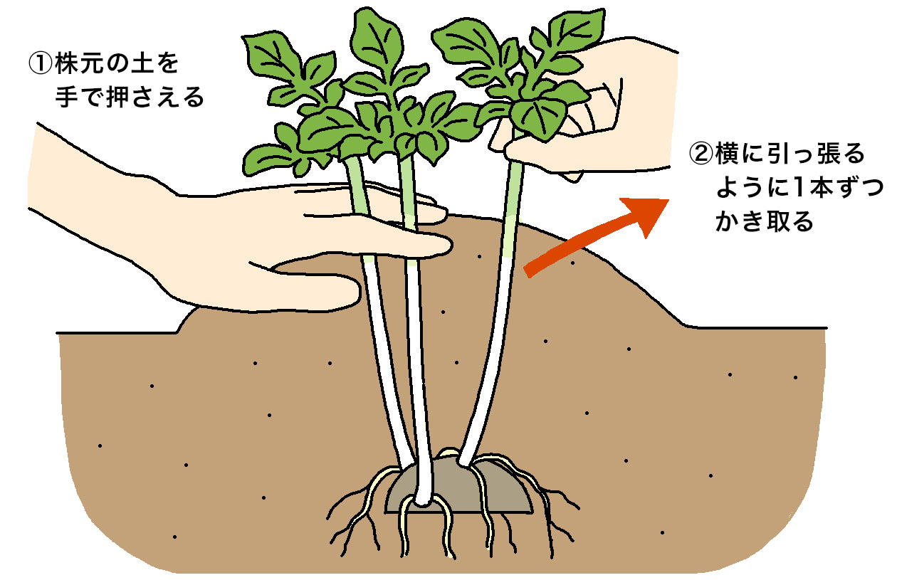 ジャガイモの株元の土を手で押さえる。横に引っ張るように1本ずつかき取る。