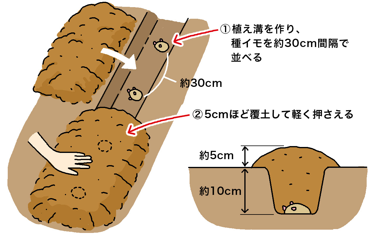 溝の中に種イモを株間30cmで切り口を下向きにして並べる。5cm程度の覆土をして、やや盛り上がった畝にする