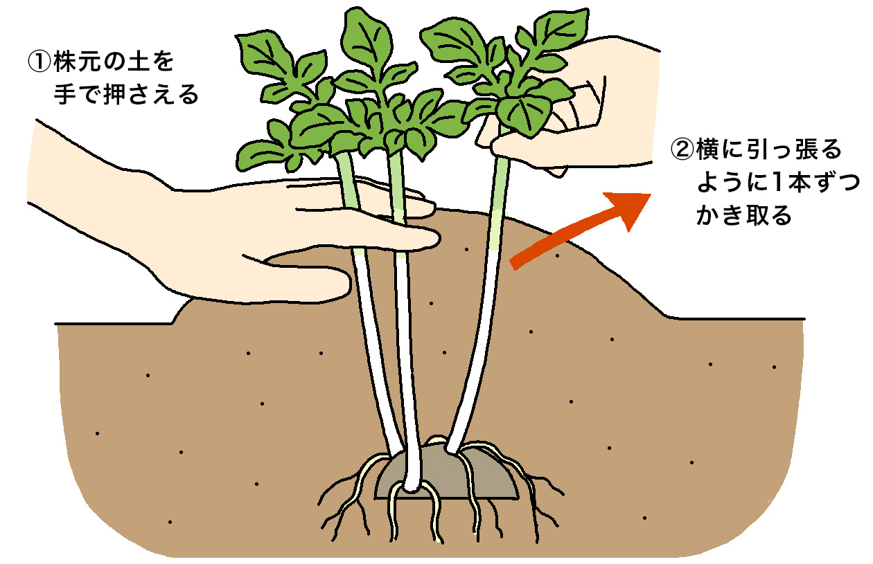 ジャガイモの株元の土を手で押さえる。横に引っ張るように1本ずつかき取る。