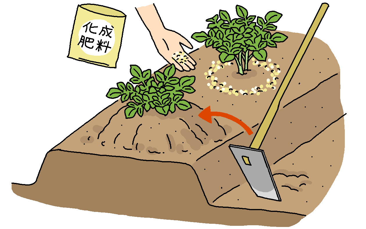 畑は、化成肥料（8ｰ8ｰ8）を1株当たり10～15gほど施して土寄せする
