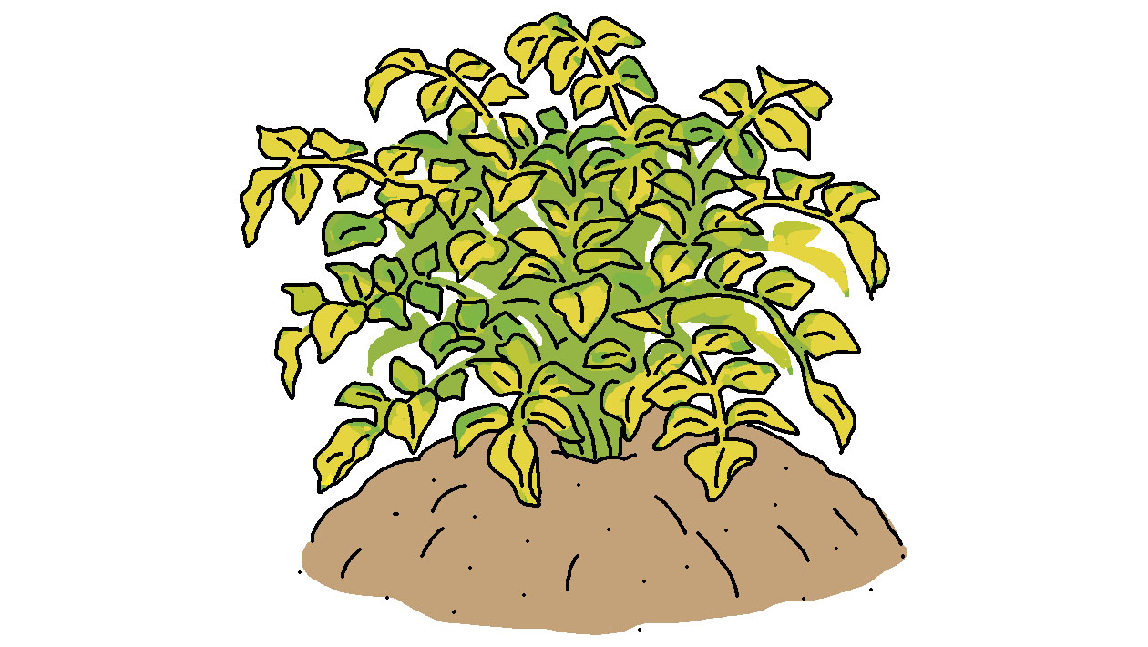 春植えのジャガイモの葉が80％ほど黄色く枯れたら収穫適期