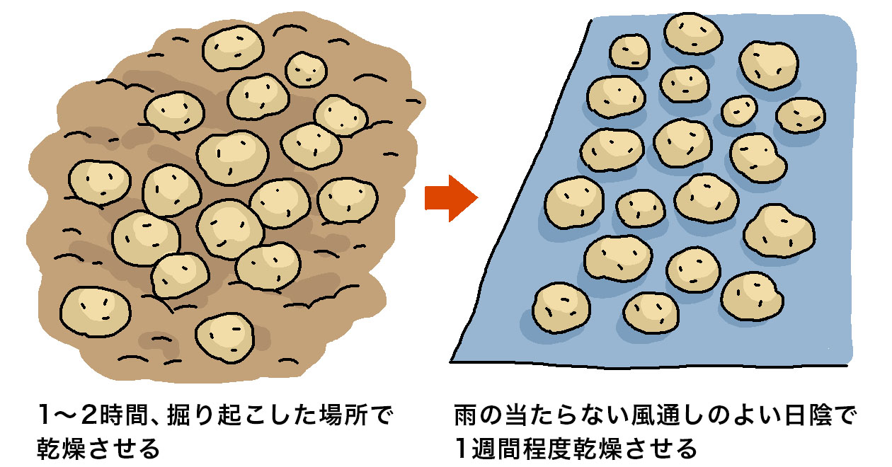 収穫したジャガイモは、掘り起こした場所で1〜2時間乾燥させた後、雨の当たらない風通しのよい日陰に移動して、さらに表面を乾燥させる