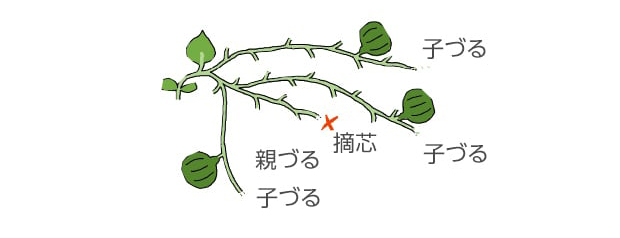 イラスト。親づる（本葉4～5枚で摘芯）と子づる2～3本