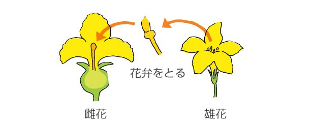 イラスト。雌しべに雄しべをつける