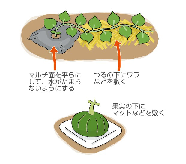 イラスト。マルチ面を平らにして、水がたまらないようにする。つるの下にワラなどを敷く。果実の下にマットなどを敷く。