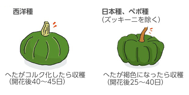 イラスト。西洋種：へたがコルク化したら収穫（開花後40～45日）。日本種・ぺポ種（ズッキーニを除く）：へたが褐色になったら収穫（開花後25～40日）