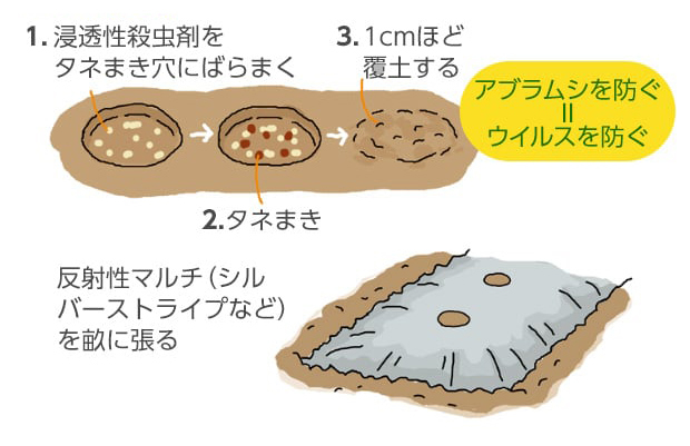 1.浸透性殺虫剤をタネまき穴にばらまく。2.タネまき。3.1cmほど覆土する。（アブラムシを防ぐ＝ウイルスを防ぐ）反射性マルチ（シルバーストライプなど）を畝に張る。