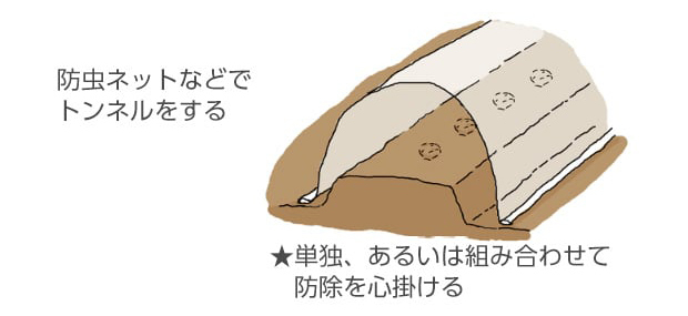 防虫ネットなどでトンネルをする。★単独、あるいは組み合わせて防除を心掛ける。