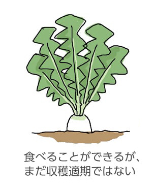 食べることができるが、まだ収穫適期ではない。