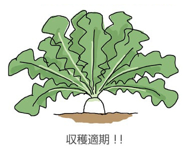 収穫適期！！
