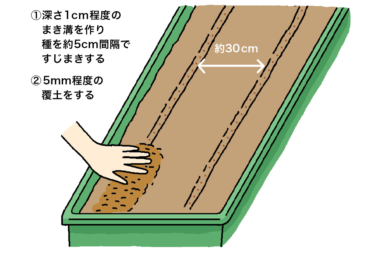 鉢植えは、深さ約1cmに作った溝に、シソの種を約5cm間隔ですじまきして、覆土は薄く5mm程度にして、手のひらで軽く土の表面を鎮圧する。種まき後は十分な水やりして、発芽まで乾燥させないように気を付ける
