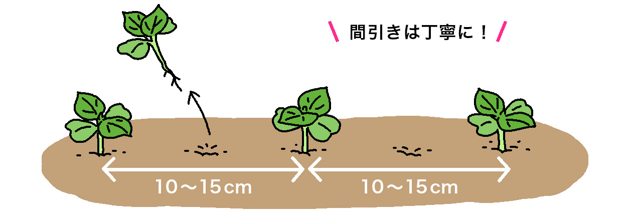 シソは、本葉2枚の出初めで株間10～15cmに間引きする