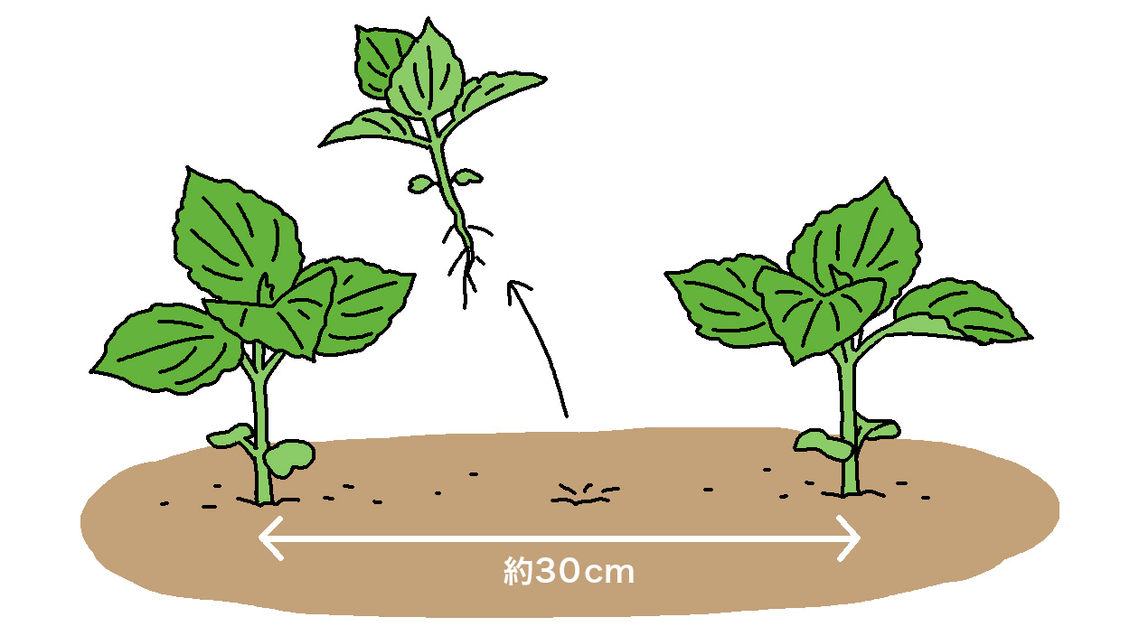 シソの本葉が4～6枚に育ったら株間30cmに間引いて、1本立ちする