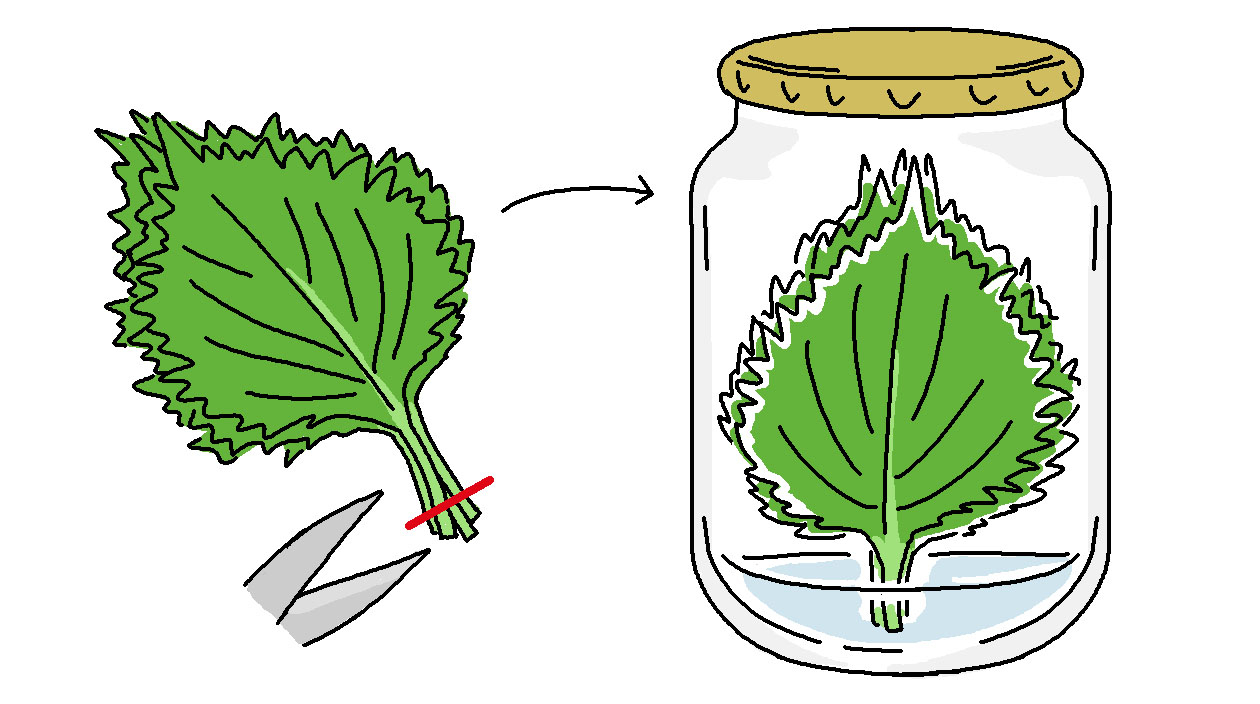 シソの葉をそろえて重ねたら、葉軸の先を2～3mm切り落とし、瓶に葉軸だけが浸かる程度に少量の水を入れて、葉を立てて入れ、瓶のふたをして冷蔵庫の野菜室に入れる
