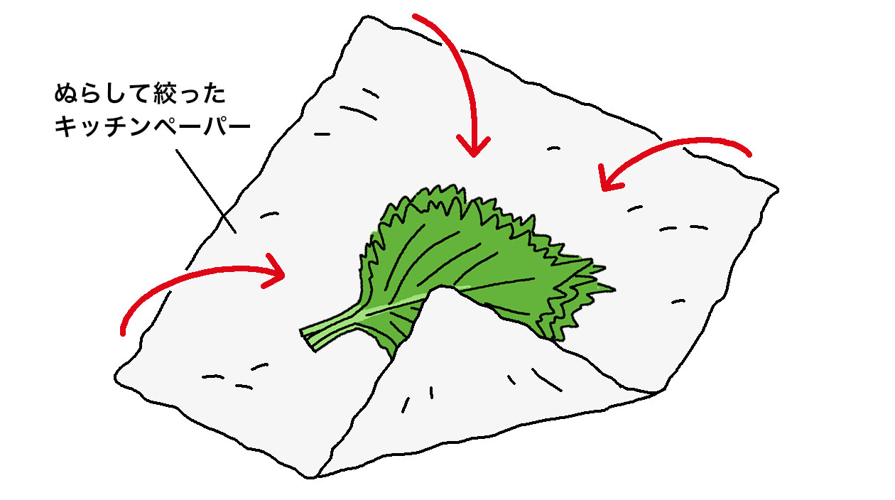 水にぬらして固く絞ったキッチンペーパーでシソの葉を包む