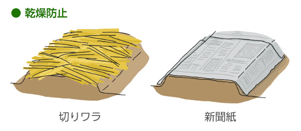 切りワラ、または新聞紙をかける（風で飛ばされないように注意する）