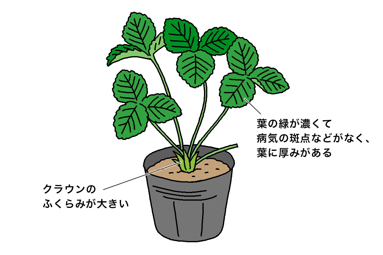 クラウンのふくらみが大きく、葉の緑が濃くて病気の斑点などがなく、葉に厚みがある苗を選ぶとよい