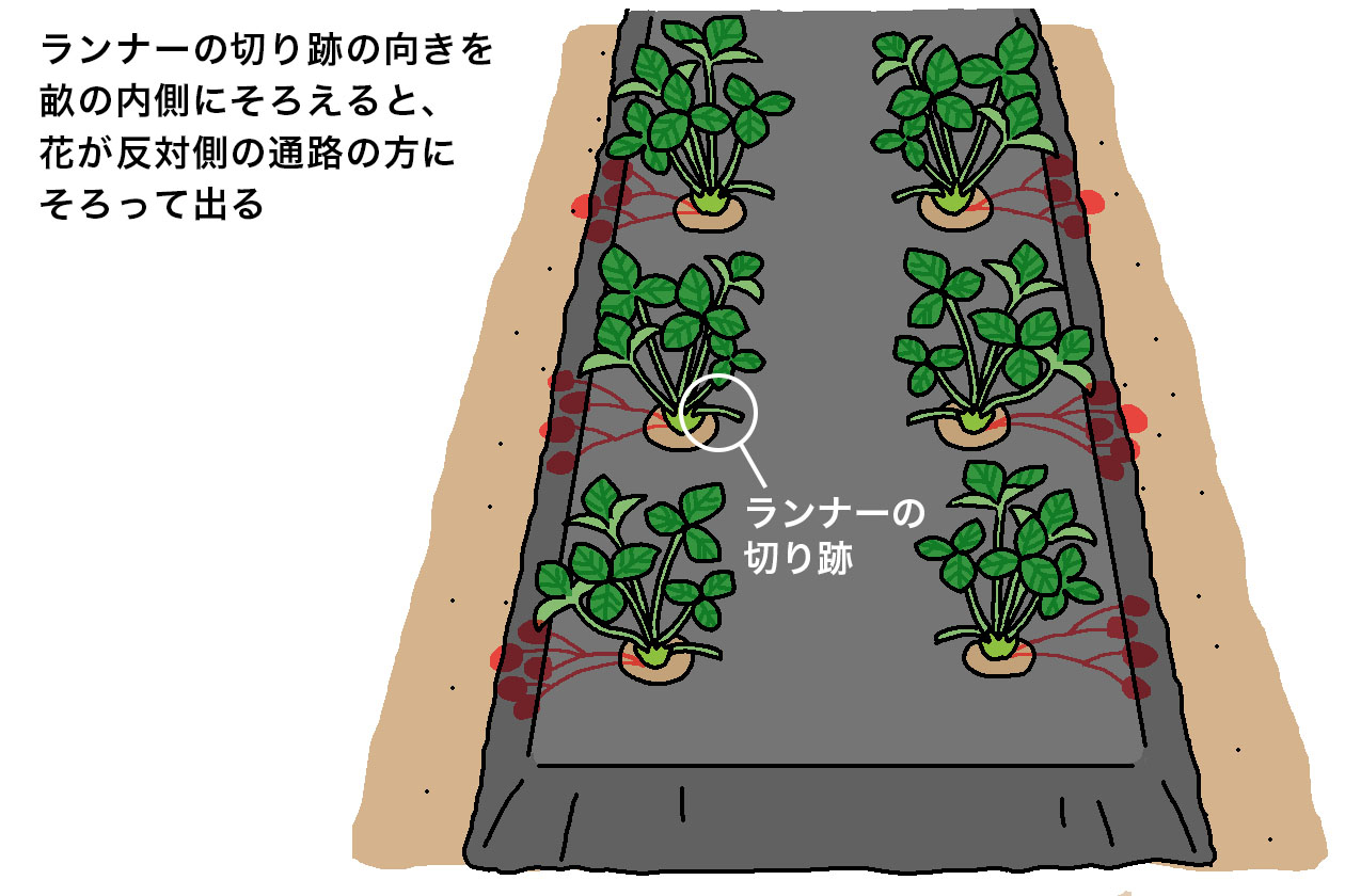 地植えでは、ランナーの切り跡の向きを畝の内側にそろえると、花が反対側の通路の方にそろって出る