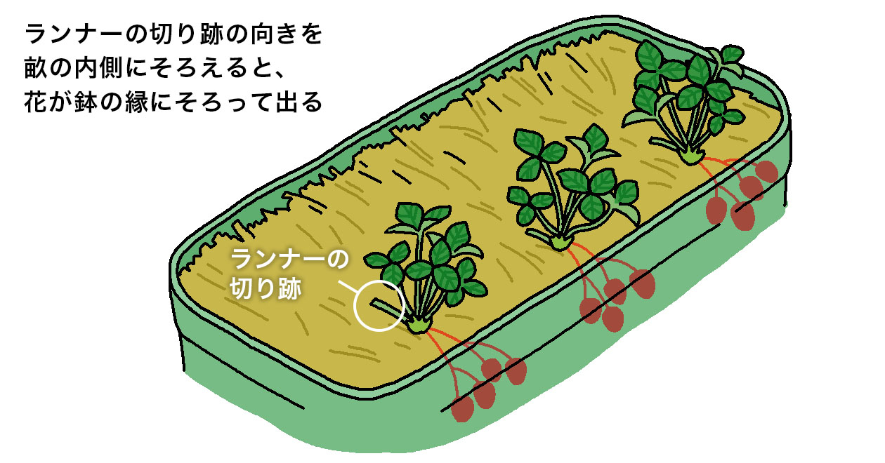 長型のプランターでは、ランナーの切り跡の向きを鉢の内側にそろえると、花が鉢の縁にそろって出る