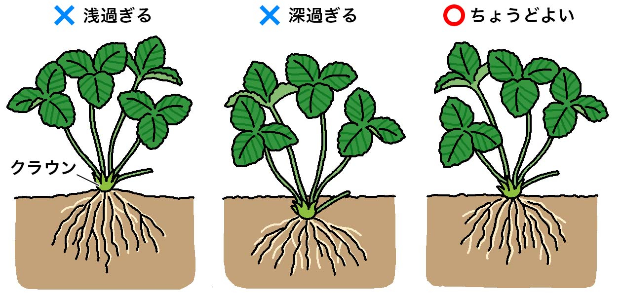 イチゴの苗を植え付けるときは、株元の茎の膨らんだクラウンの深さに注意する。クラウンが浅過ぎる×、クラウンが深過ぎる×、クラウンが浅過ぎず深過ぎないのがちょうどよい○