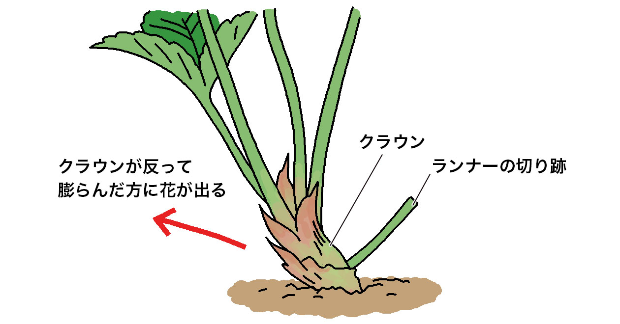 ランナーの向きがわからない場合は、クラウンが反って膨らんだ方に花が出る