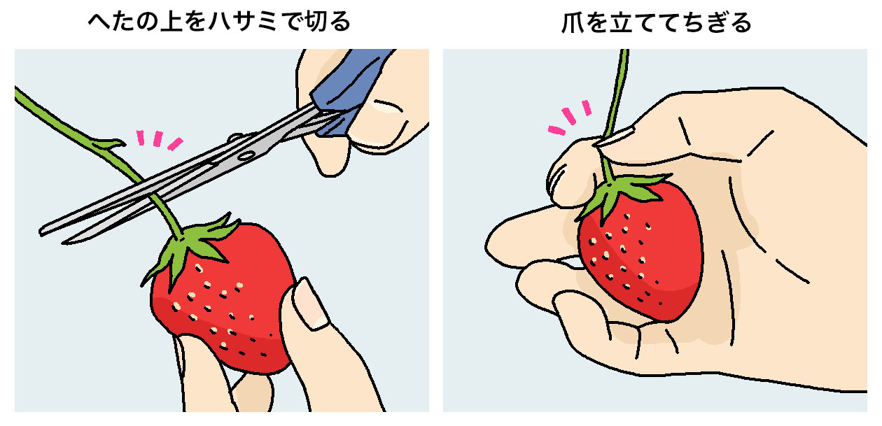 イチゴは、へたの上をハサミで切るか爪を立ててちぎるように収穫する