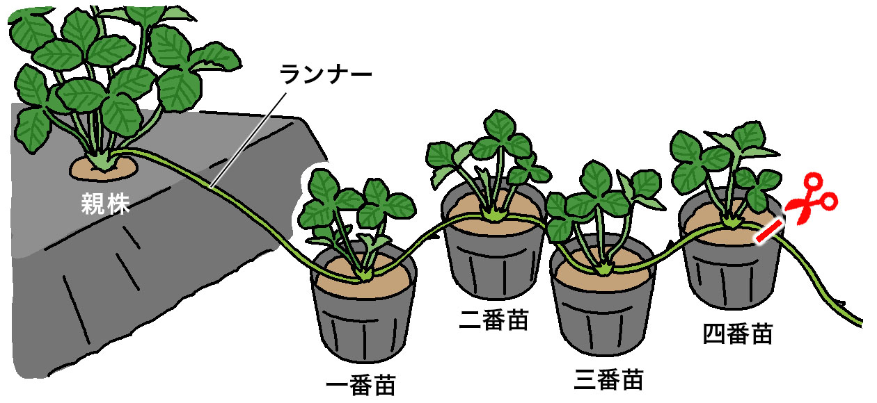 イチゴは、親株から近い順に一番苗、二番苗、三番苗、四番苗と続く。子株を取るのは四番苗までがよく、栄養を集中させるためにそれ以降に伸びるランナーは切り取る