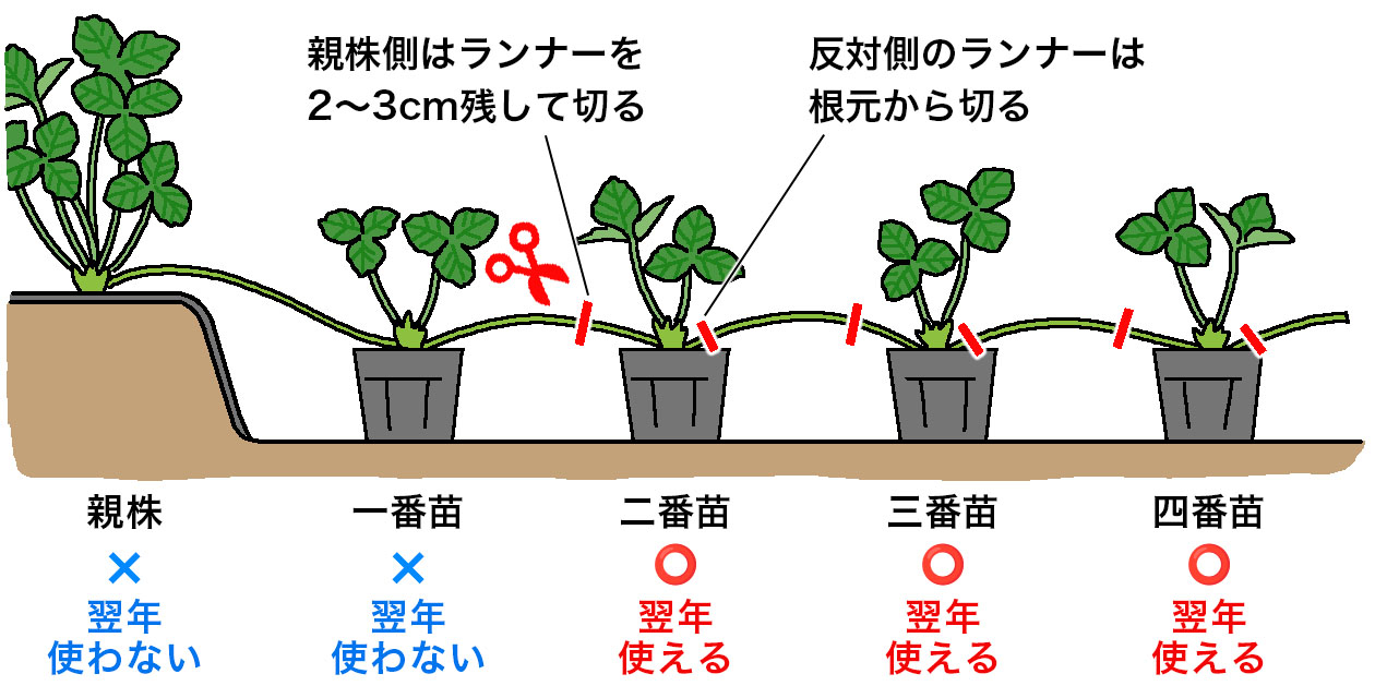 ランナーから子苗を切り離す。親株側のランナーは2~3cm残して切り、反対側のランナーは株元から切る。一番苗は親株の病気を引き継ぐ心配があるため使用せず、二~四番苗を育苗する