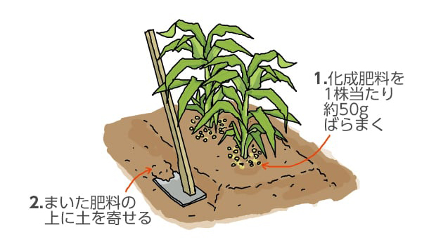 1.化成肥料を1株当たり約50gばらまく。2.まいた肥料の上に土を寄せる。