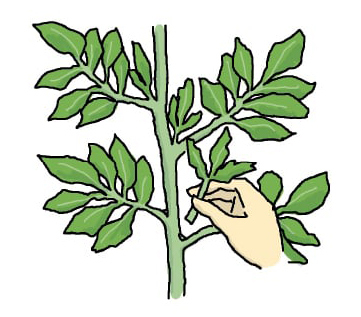 芽かき