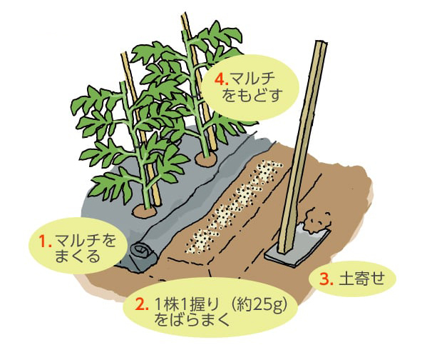 施肥：1.マルチをまくる。2.1株1握り（約25g）をばらまく。3.土寄せ。4.マルチをもどす