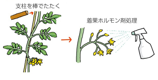 支柱を棒でたたく→着果ホルモン剤処理