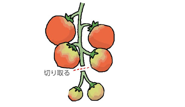 4～5果になるように果実を切り取る