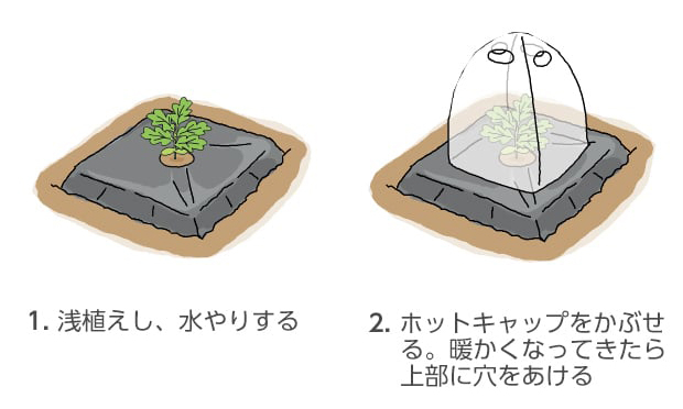 1.浅植えし、水やりする。2.ホットキャップを被せる。暖かくなってきたら上部に穴をあける。