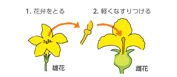 1.雄花の花弁をとる。2.雌花に軽くなすりつける