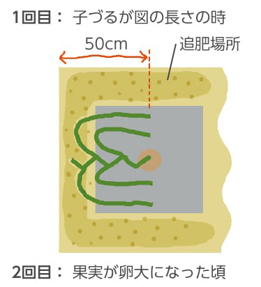 1回目：子づるが図の長さの時。2回目：果実が卵大になった頃。