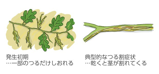 発生初期…一部のつるだけしおれる。典型的なつる割症状…乾くと茎が割れてくる。