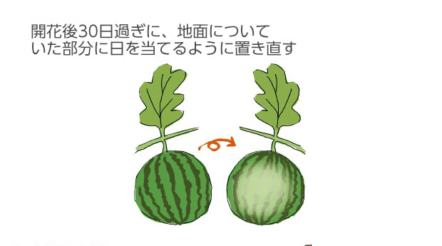 開花後30日過ぎに、地面についていた部分に日を当てるように置き直す
